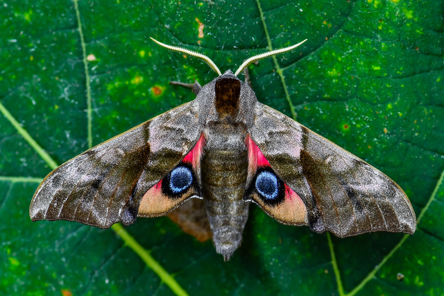 Smerinthus ocellatus - esti pávaszem