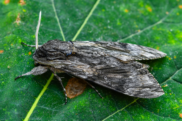 Agrius convolvuli - szulákszender