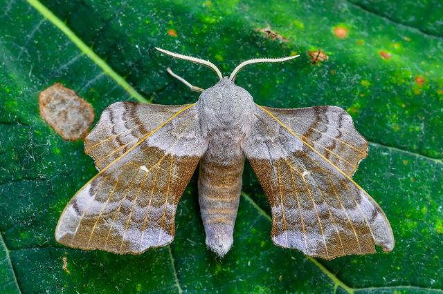 Laothoe populi - nyárfaszender