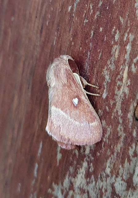 Lasiocampa trifolii - lóhereszövő