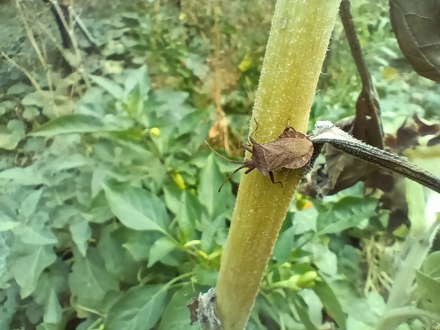 Coreus marginatus - közönséges karimáspoloska