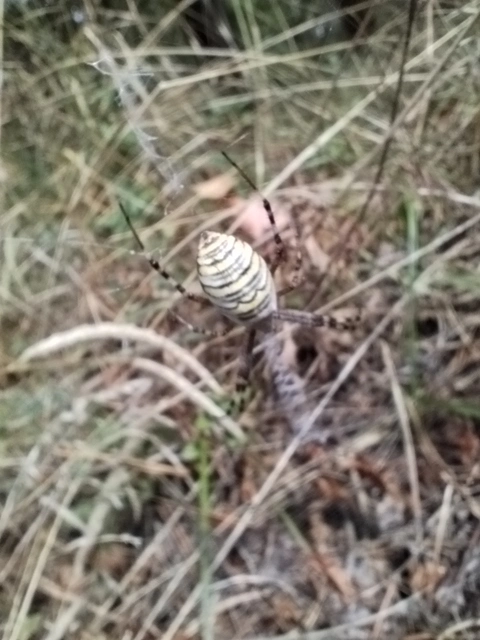 Argiope bruennichi - darázspók