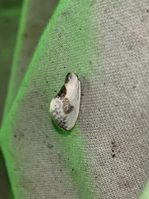 Cilix glaucata - törpe sarlósszövő