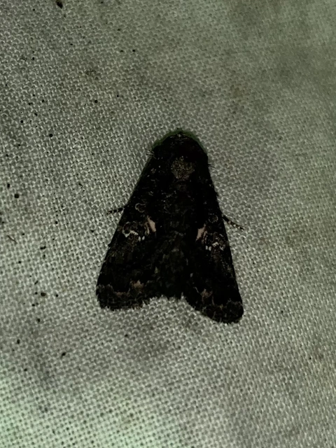 Anophia leucomelas - déli folyófűbagoly