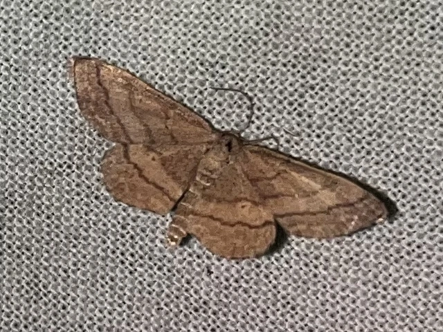 Scopula rubiginata - réti pirosaraszoló