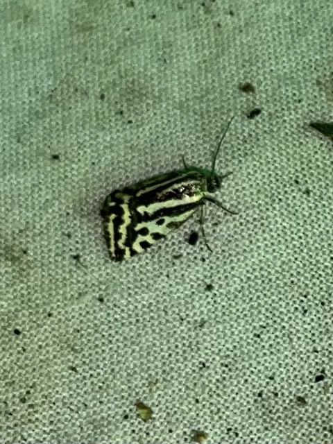 Emmelia trabealis - zebrabagoly