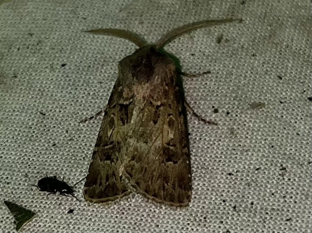 Agrotis bigramma - kétjegyű földibagoly