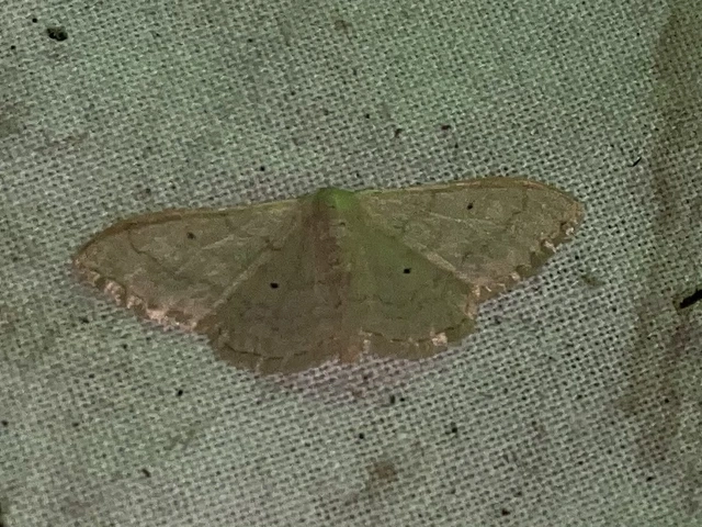 Idaea straminata - szalmasárga sávosaraszoló