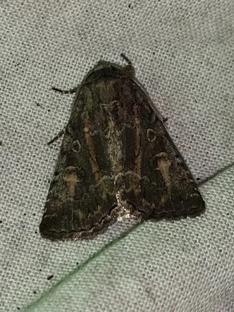 Thalpophila matura - fakó erdeibagoly