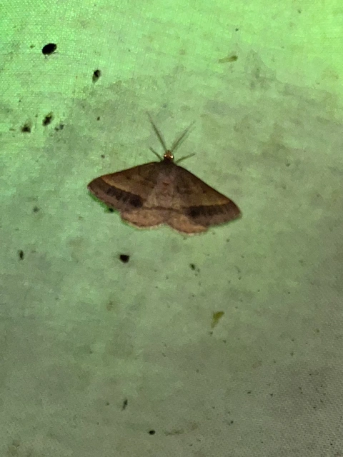 Tephrina arenacearia - lucerna-araszoló