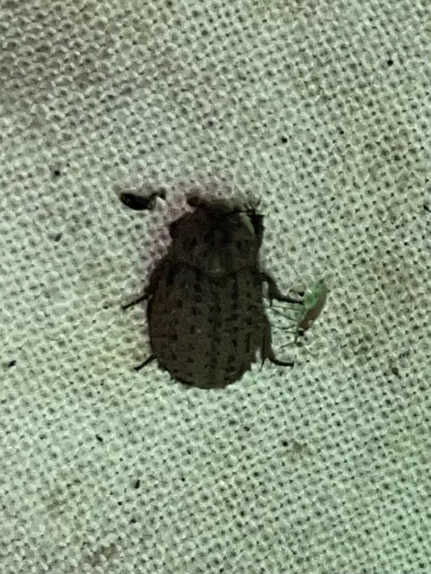 Trox niger - gömböc irhabogár