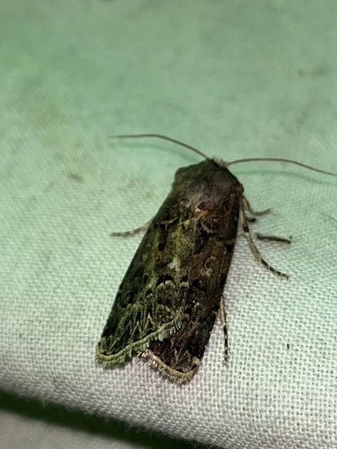 Agrotis bigramma - kétjegyű földibagoly