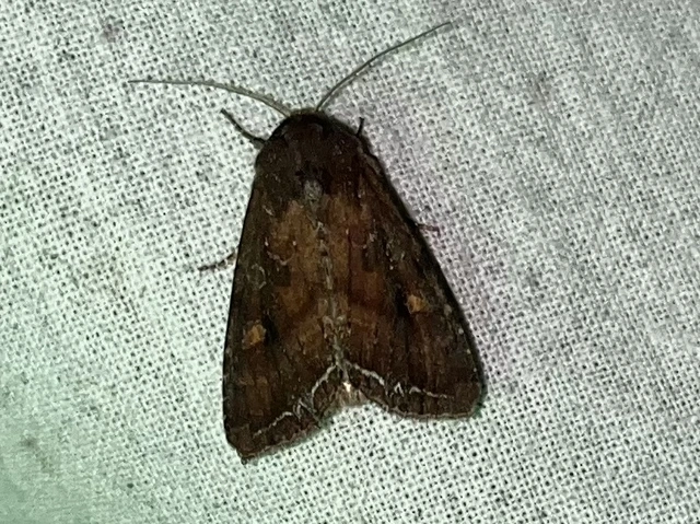 Lacanobia oleracea - saláta-kertibagoly