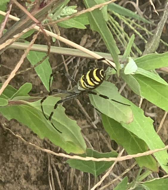 Argiope bruennichi - darázspók