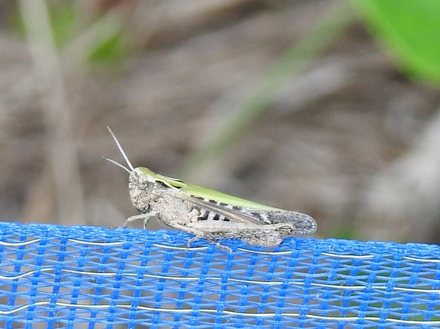 Omocestus rufipes - vöröshasú tarlósáska
