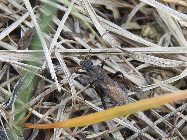 Alydus calcaratus - szőrös tövispoloska