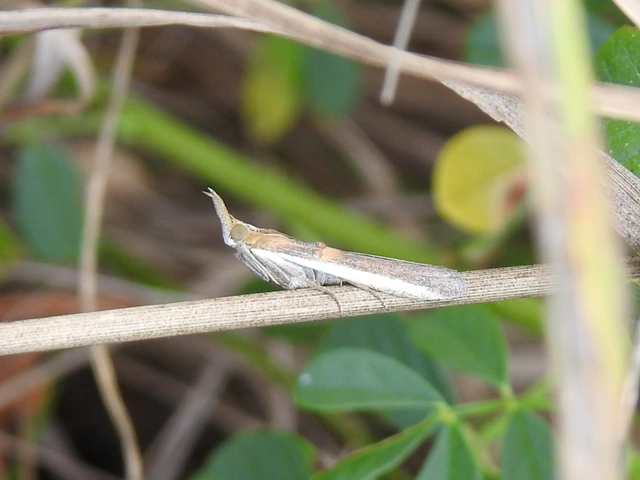 Etiella zinckenella - akácmoly