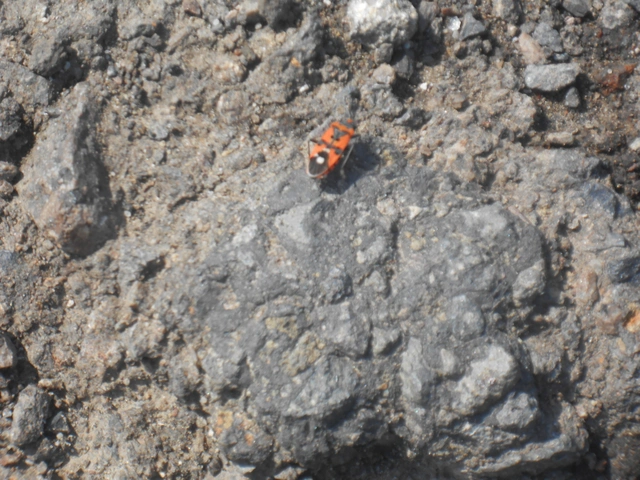 Lygaeus equestris/simulans