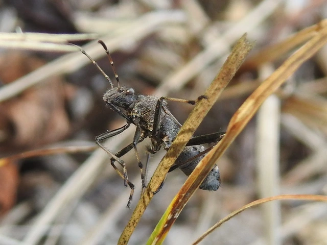 Alydus calcaratus - szőrös tövispoloska