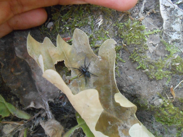 Gnaphosidae - kövipókok