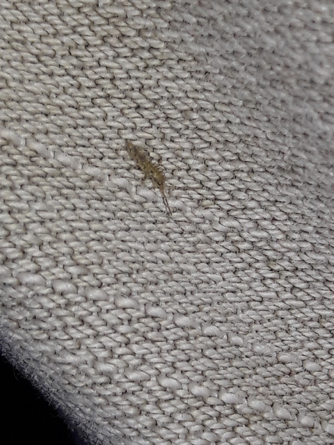 Collembola - Ugróvillások