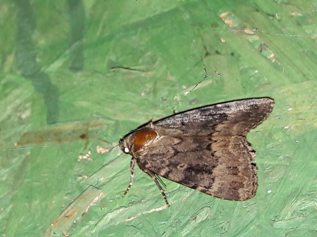 Amphipyra berbera/pyramidea