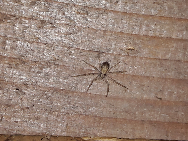 Philodromus