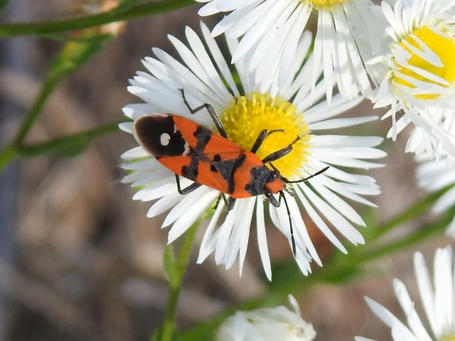Lygaeus equestris/simulans
