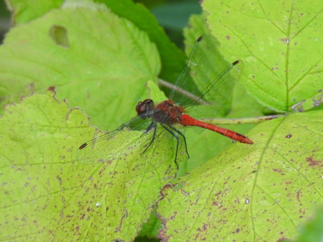 Sympetrum sanguineum - vörös katona-szitakötő