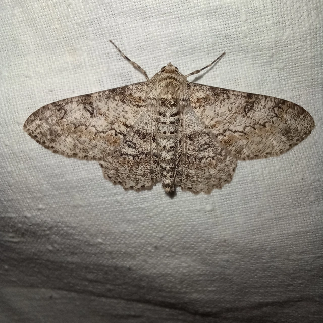 Ascotis selenaria - holdas faaraszoló
