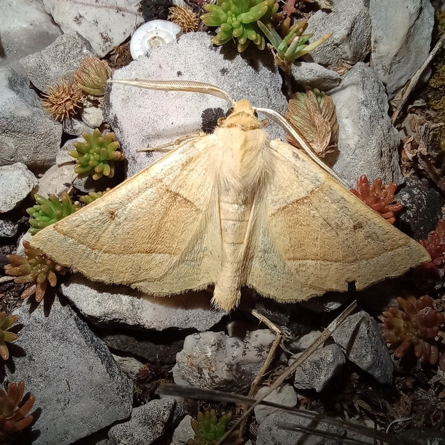 Crocallis elinguaria - sárga sávosaraszoló