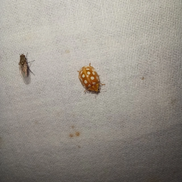 Halyzia sedecimguttata - tizenhatcseppes füsskata
