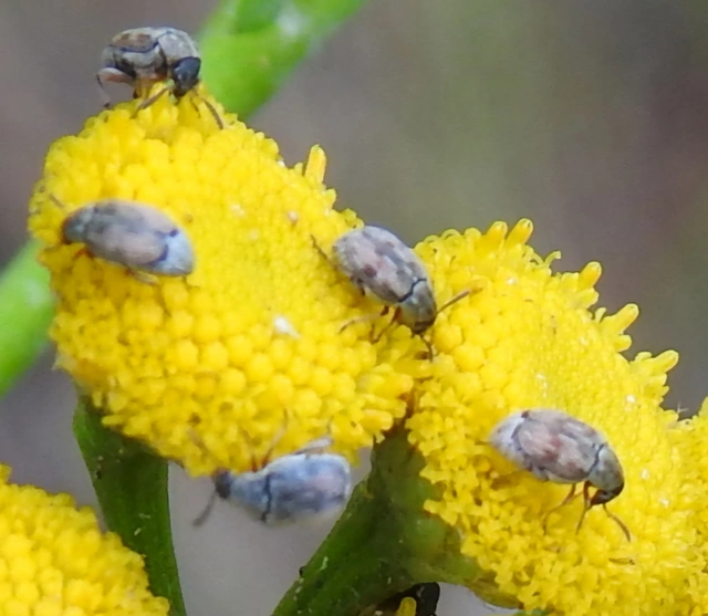 Acanthoscelides pallidipennis - gyalogakác-zsizsik