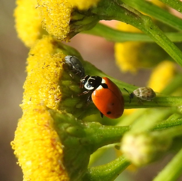 Hippodamia variegata - tizenhárompettyes katica