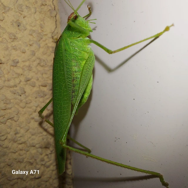 Phaneroptera