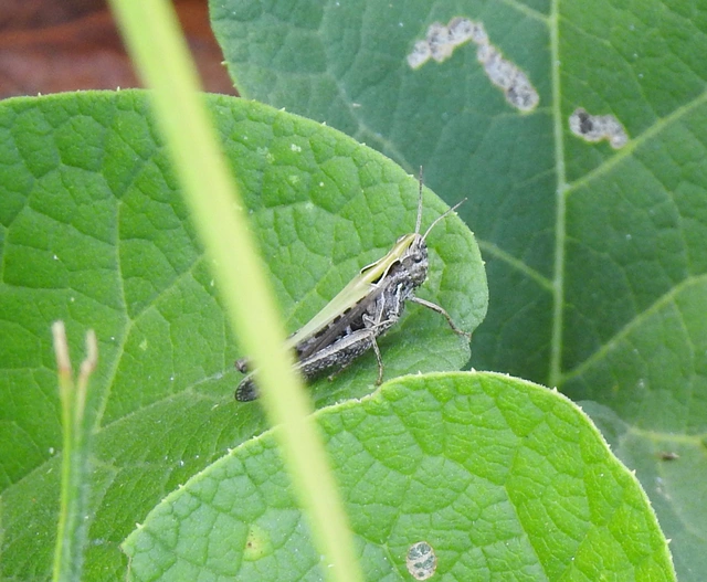 Omocestus rufipes - vöröshasú tarlósáska