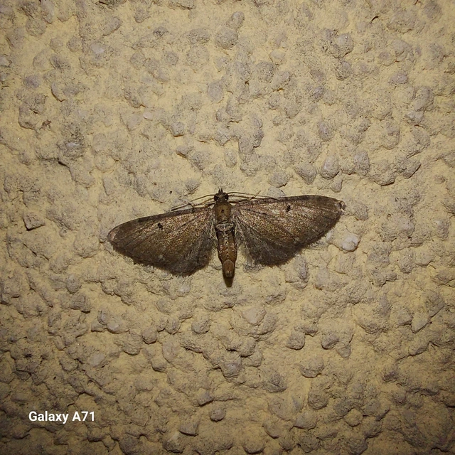 Eupithecia absinthiata - üröm-törpearaszoló