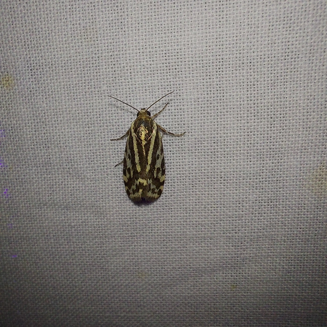 Emmelia trabealis - zebrabagoly