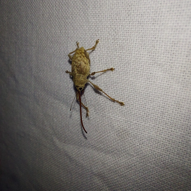 Curculio elephas - gesztenyezsuzsóka