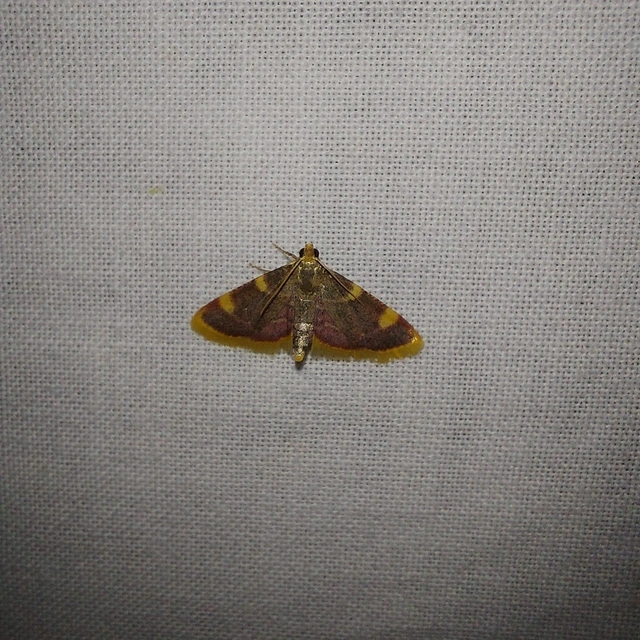 Hypsopygia costalis - szénailonca