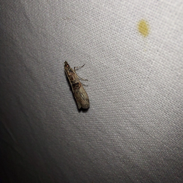 Nephopterix angustella - kecskerágó-karcsúmoly