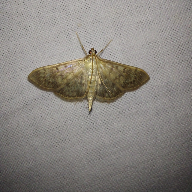 Patania ruralis - csalánevő tűzmoly