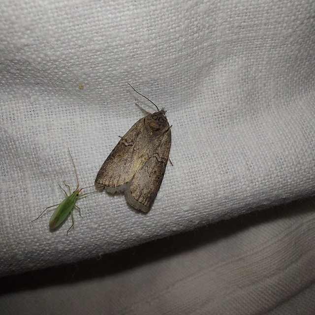 Nycteola asiatica - nyárfa-trapézbagoly