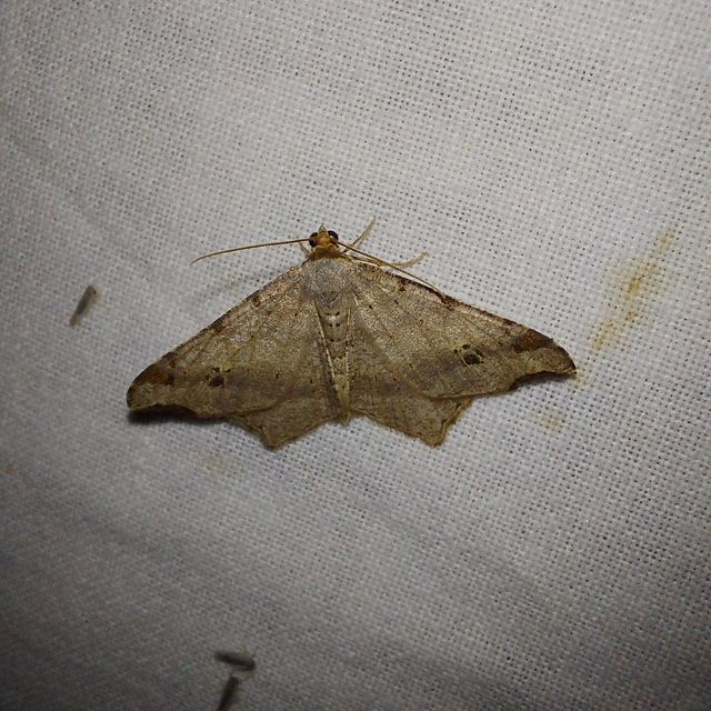 Macaria alternata - közönséges szürkearaszoló
