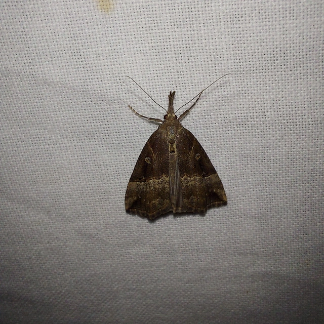 Hypena rostralis - közönséges karcsúbagoly