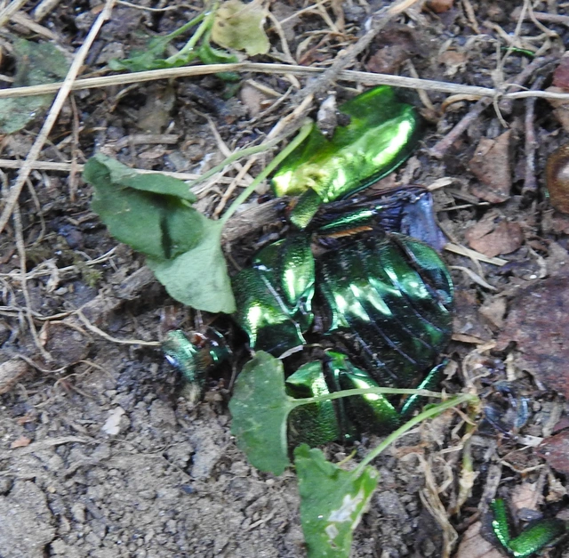 Protaetia