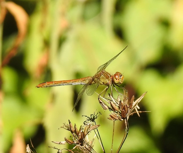 Sympetrum meridionale - fakó katona-szitakötő