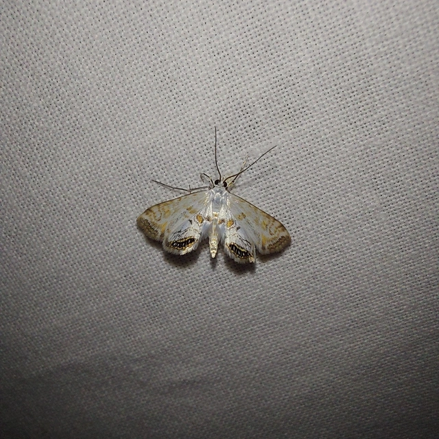 Cataclysta lemnata - békalencsemoly