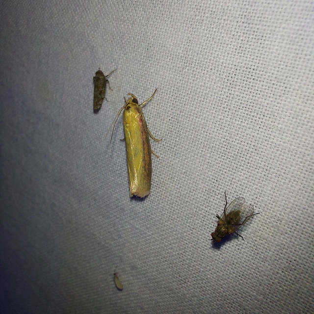 Oncocera semirubella - lucernamoly