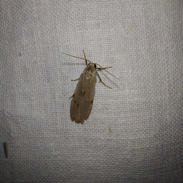 Pelosia muscerda - hamvas zuzmószövő